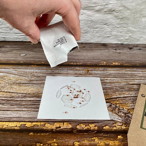 Adding cress seeds to a football stencil with a cotton wool pad to grow cress seeds